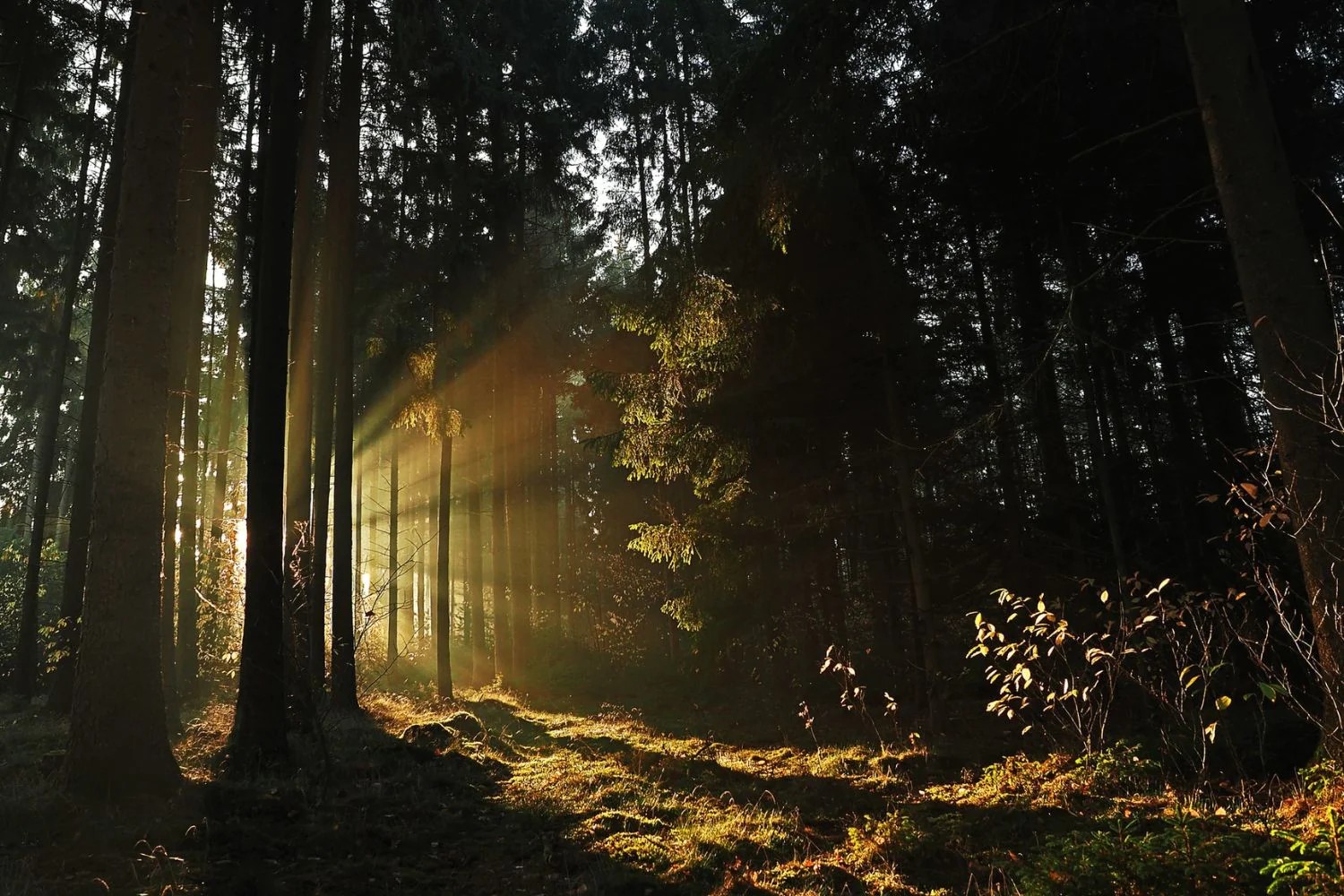 Mastering Natural Light
