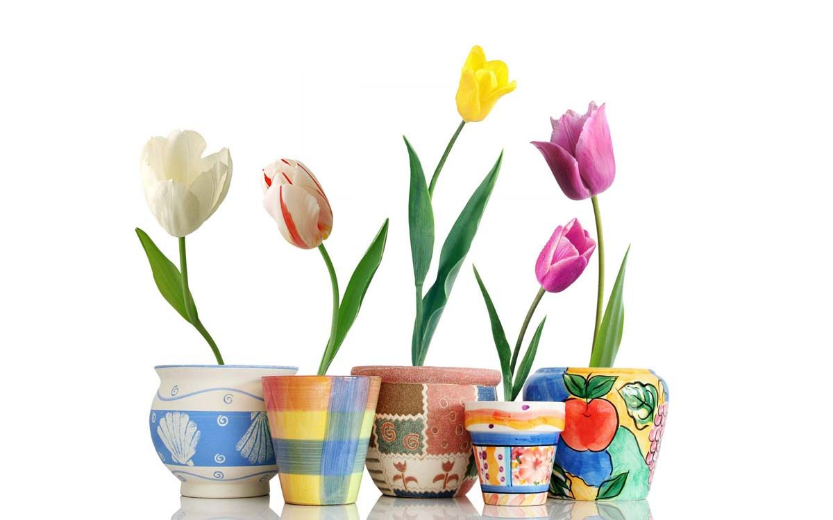 Isolating Image Backgrounds Clipping Path Services | Image Masking Services